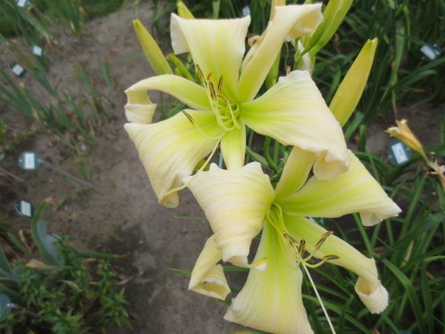 Photo of Daylily (Hemerocallis 'Pointer Sisters') uploaded by Caruso
