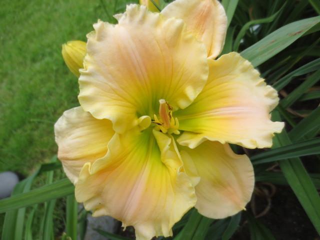Photo of Daylily (Hemerocallis 'Our Friend Sally') uploaded by Caruso