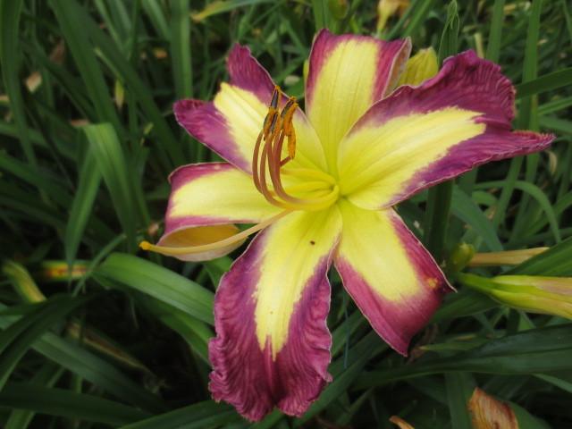 Photo of Daylily (Hemerocallis 'Jungle Queen') uploaded by Caruso