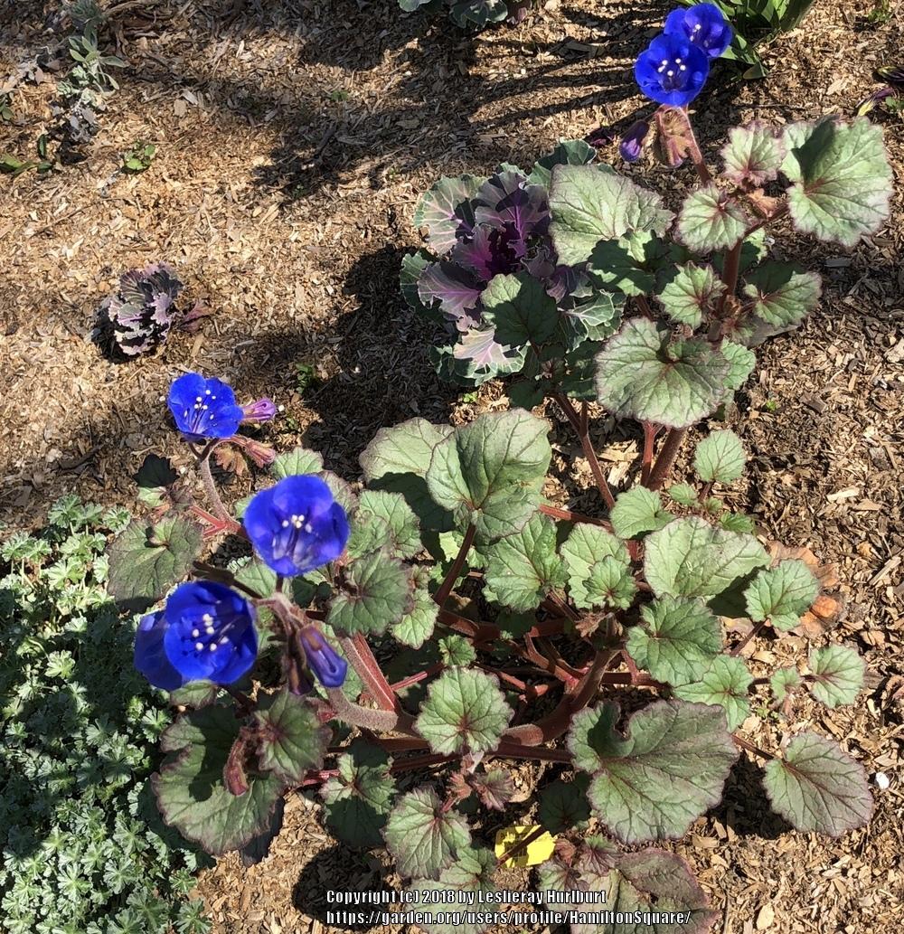 Photo of California Bluebells (Phacelia campanularia) uploaded by HamiltonSquare