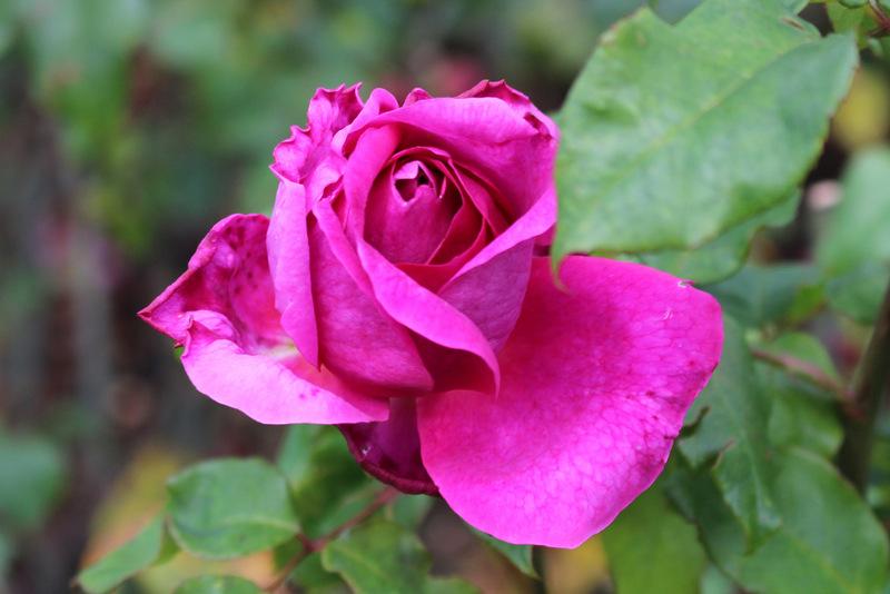Photo of Rose (Rosa 'Young Lycidas') uploaded by RuuddeBlock