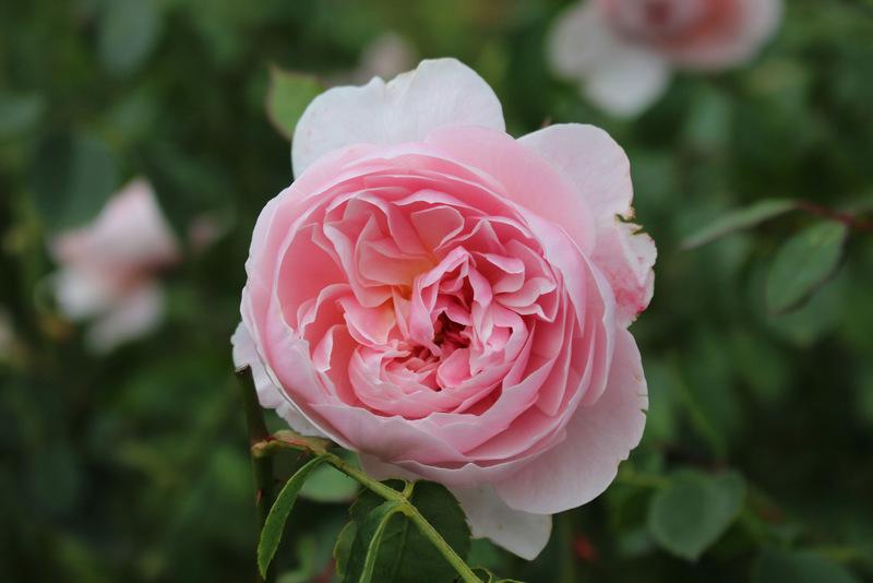 Photo of Rose (Rosa 'Wisley 2008') uploaded by RuuddeBlock