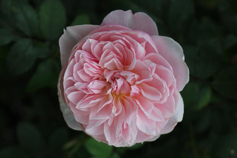 Photo of Rose (Rosa 'Wisley 2008') uploaded by RuuddeBlock
