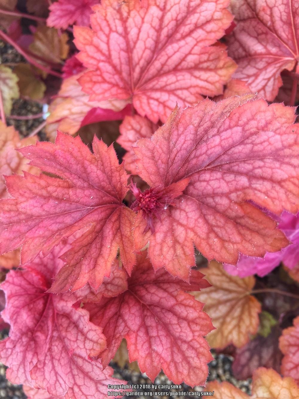 Photo of Coral Bells (Heuchera 'Autumn Leaves') uploaded by carlysuko