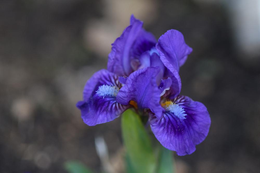 Photo of Standard Dwarf Bearded Iris (Iris 'Wizard's Return') uploaded by cliftoncat