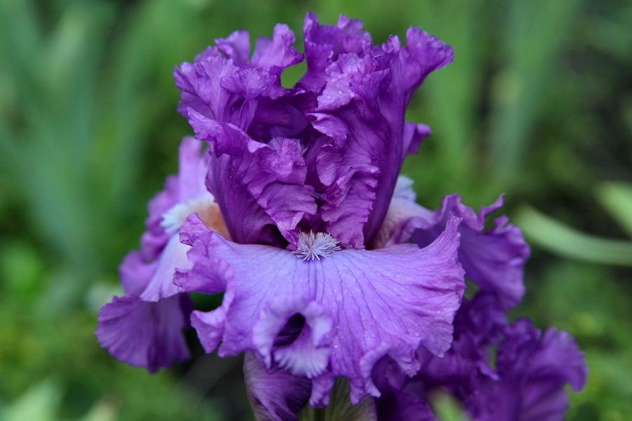 Photo of Tall Bearded Iris (Iris 'Russian Violet') uploaded by dimson67