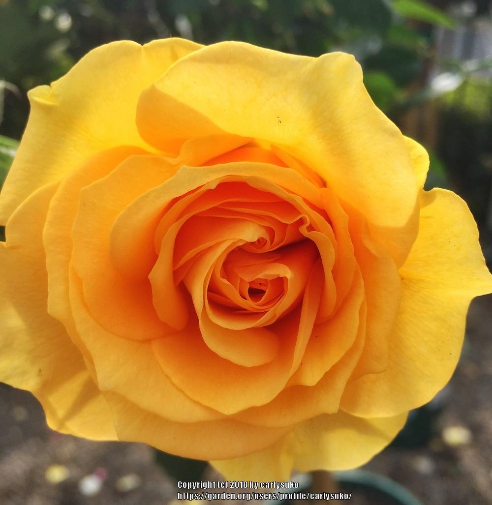 Photo of Floribunda Rose (Rosa 'Julia Child') uploaded by carlysuko