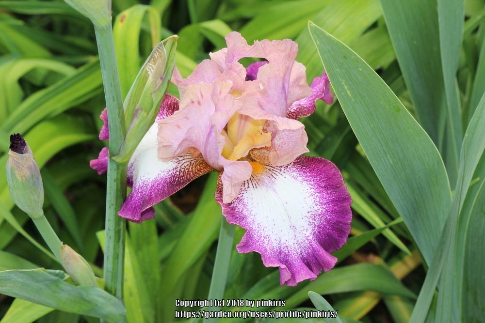Photo of Tall Bearded Iris (Iris 'Change of Pace') uploaded by pinkiris