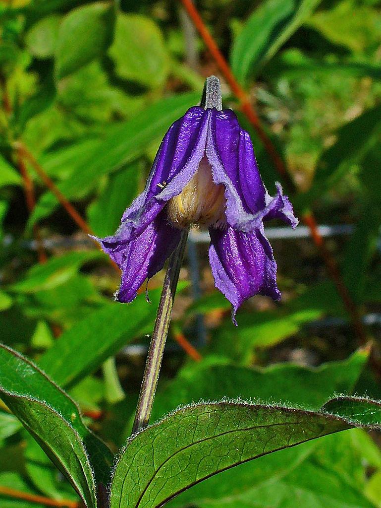 Photo of Clematis (Clematis integrifolia) uploaded by robertduval14