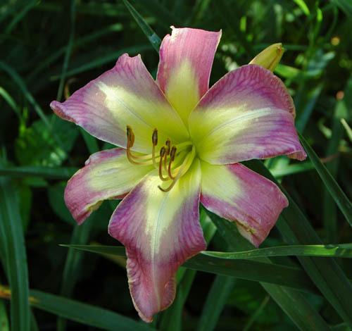 Photo of Daylily (Hemerocallis 'Aerial Applique') uploaded by shive1