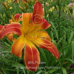 Location: Private Daylily Garden, MI
Date: 7-2008
fused bloom