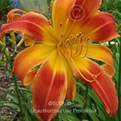 Location: Private Daylily Garden, MI
Date: 7-2008
fused bloom