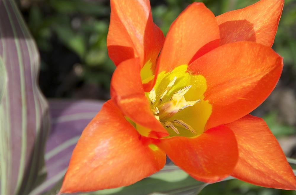 Photo of Fosteriana Tulip (Tulipa 'Orange Emperor') uploaded by Fleur569