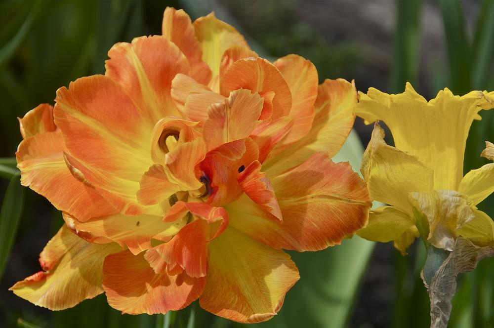Photo of Peony-flowered Tulip (Tulipa 'Orange Princess') uploaded by Fleur569