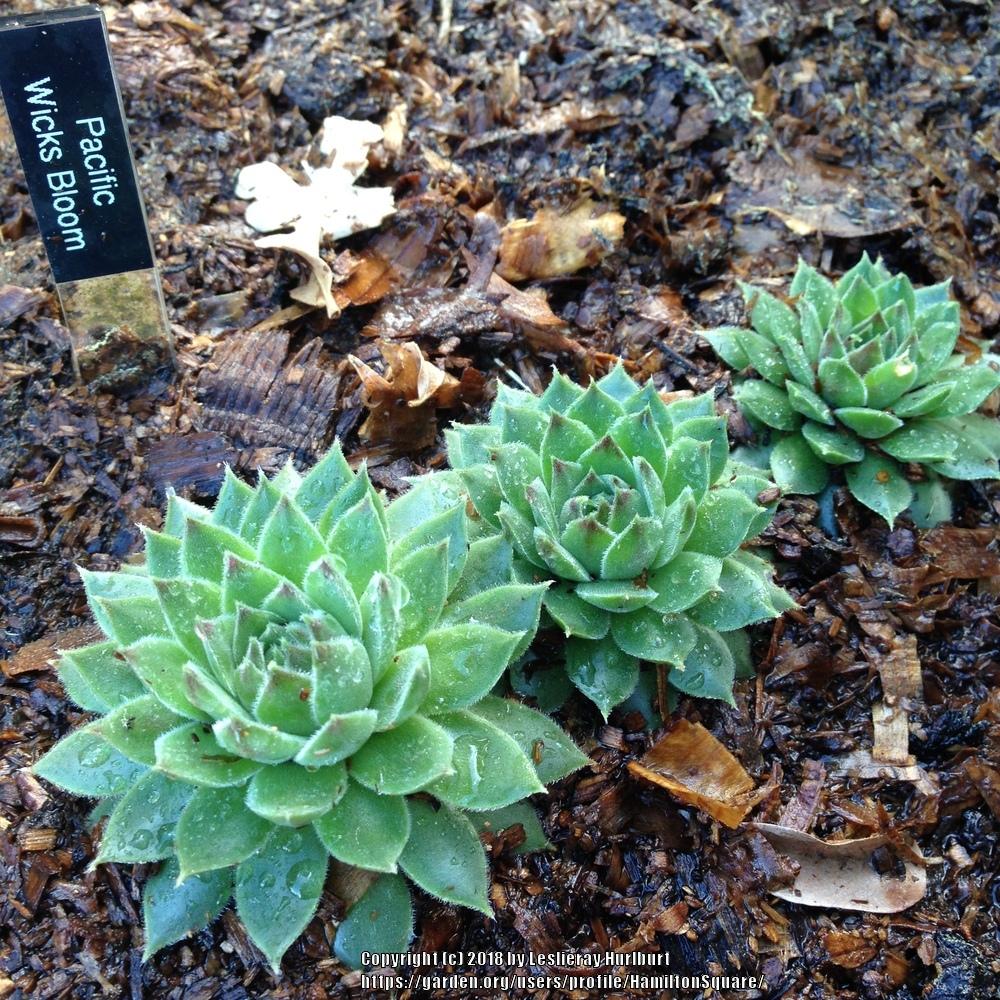 Photo of Hen and Chicks (Sempervivum 'Pacific Wick's Bloom') uploaded by HamiltonSquare