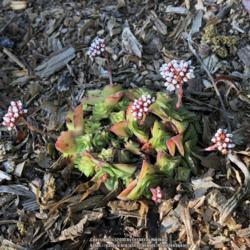 Location: Hamilton Square Garden, Historic City Cemetery, Sacramento CA.
Date: 2018-04-03
Flowers just starting to open. The plant is quite changed by outd