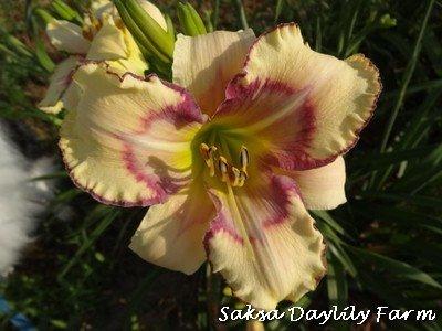Photo of Daylily (Hemerocallis 'Solaris Symmetry') uploaded by Joy