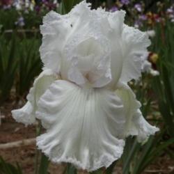 Location: Piney Woods Iris
Date: 2002-10-30
laced cotton