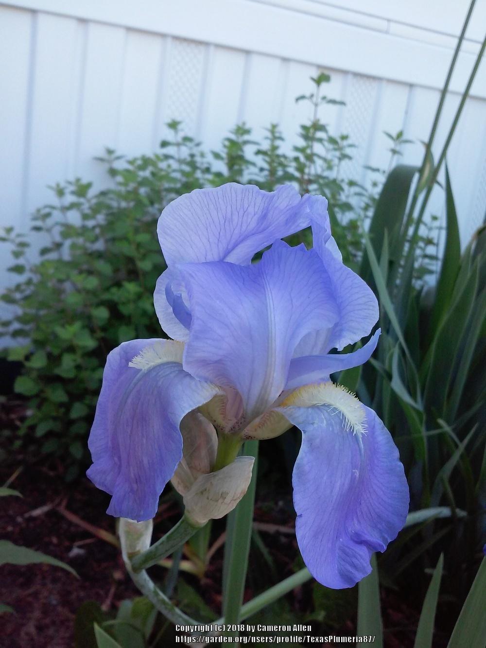 Photo of Species Iris (Iris pallida) uploaded by TexasPlumeria87