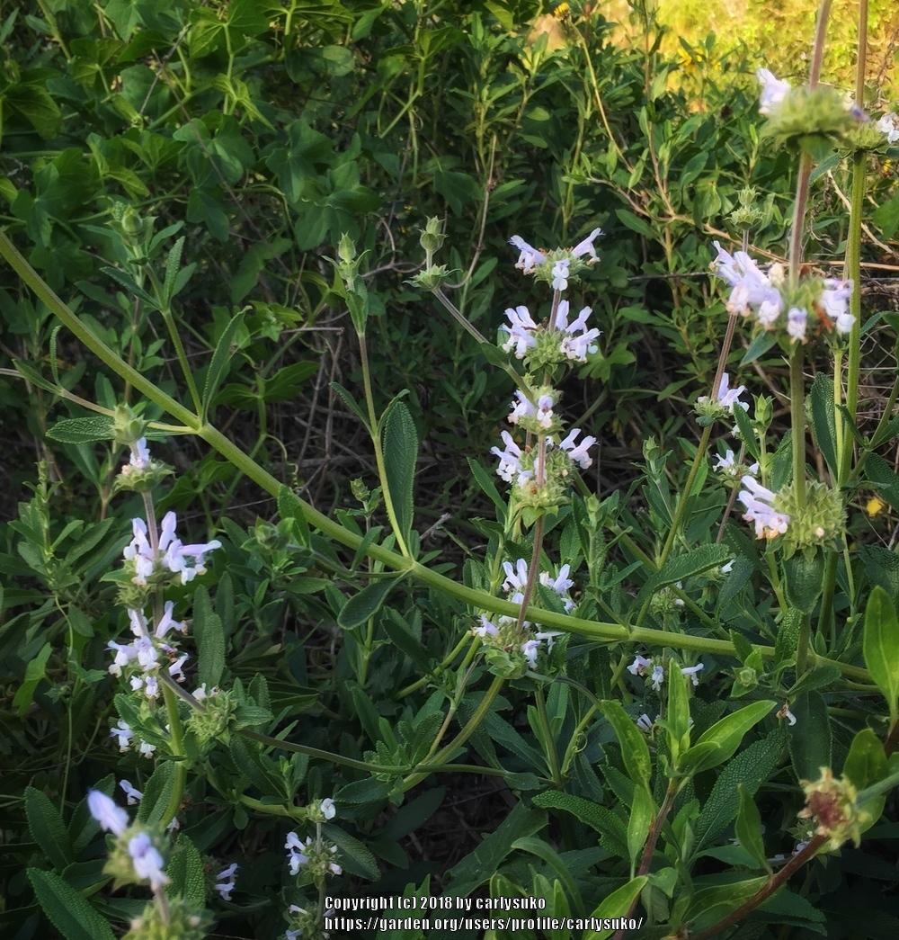 Photo of Californian Black Sage (Salvia mellifera) uploaded by carlysuko