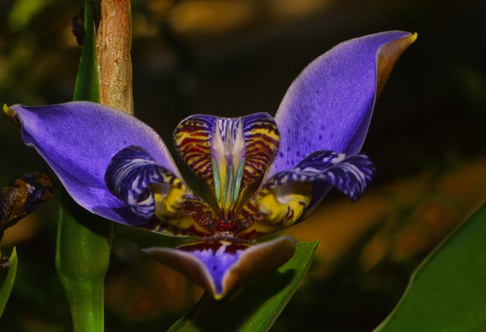 Photo of Walking Iris (Trimezia coerulea) uploaded by dawiz1753