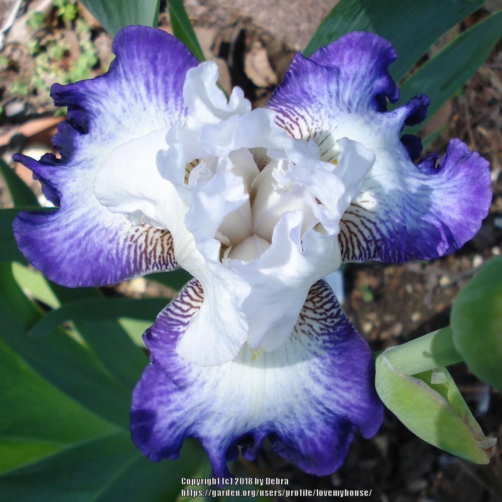 Photo of Tall Bearded Iris (Iris 'Beyond Borders') uploaded by lovemyhouse