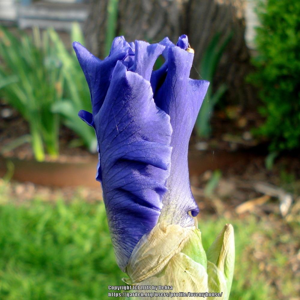 Photo of Tall Bearded Iris (Iris 'Adriatic Waves') uploaded by lovemyhouse