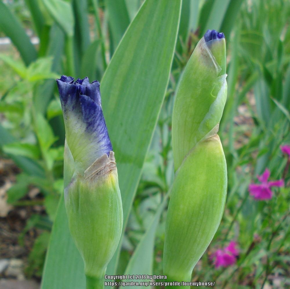 Photo of Tall Bearded Iris (Iris 'Beyond Borders') uploaded by lovemyhouse
