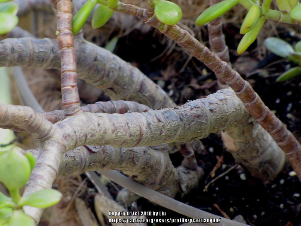 Photo of Jade Plant (Crassula ovata) uploaded by plantladylin