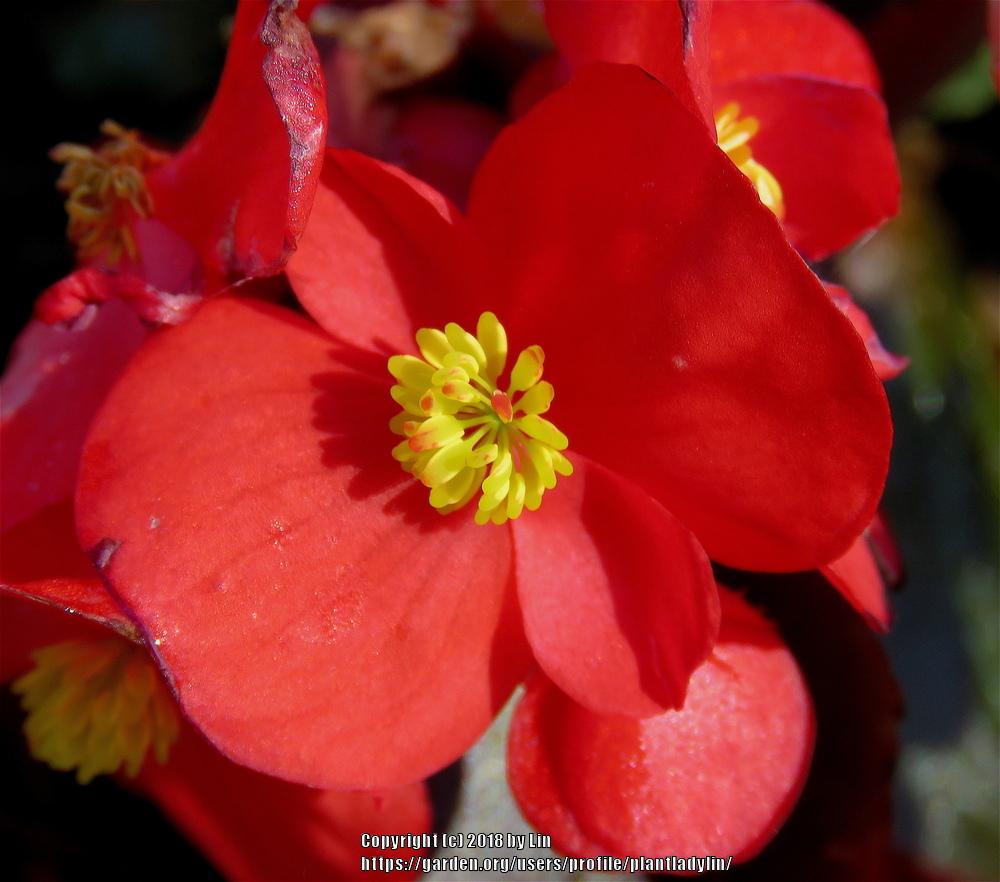 Photo of Wax Begonia (Begonia x semperflorens-cultorum) uploaded by plantladylin