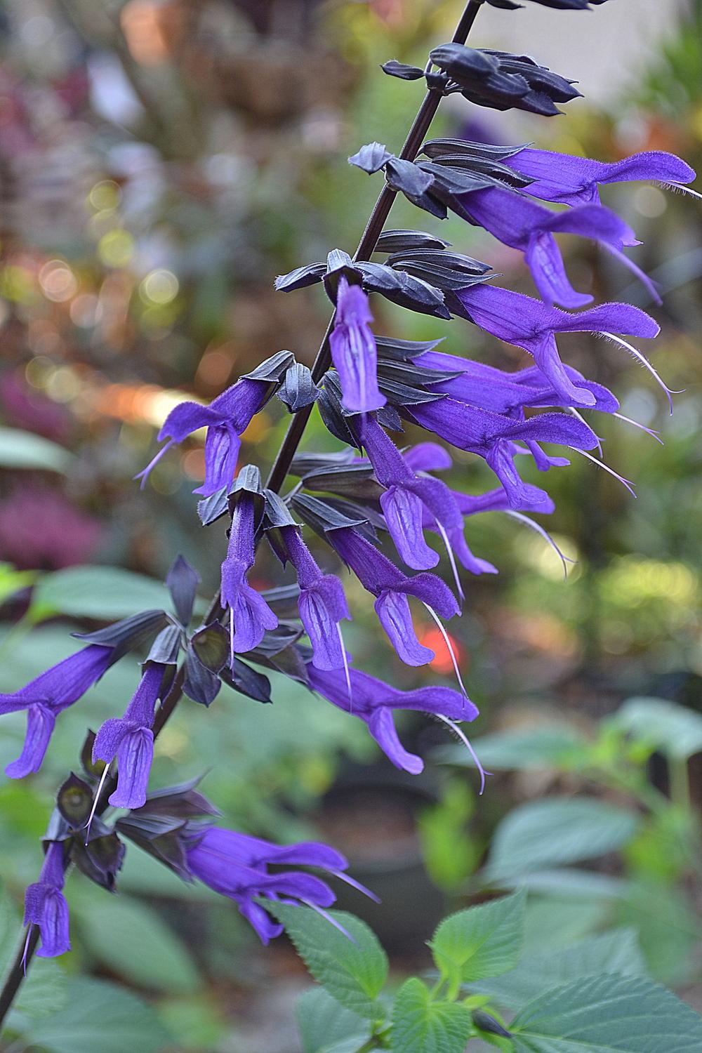 Photo of Sage (Salvia 'Purple Majesty') uploaded by sunkissed
