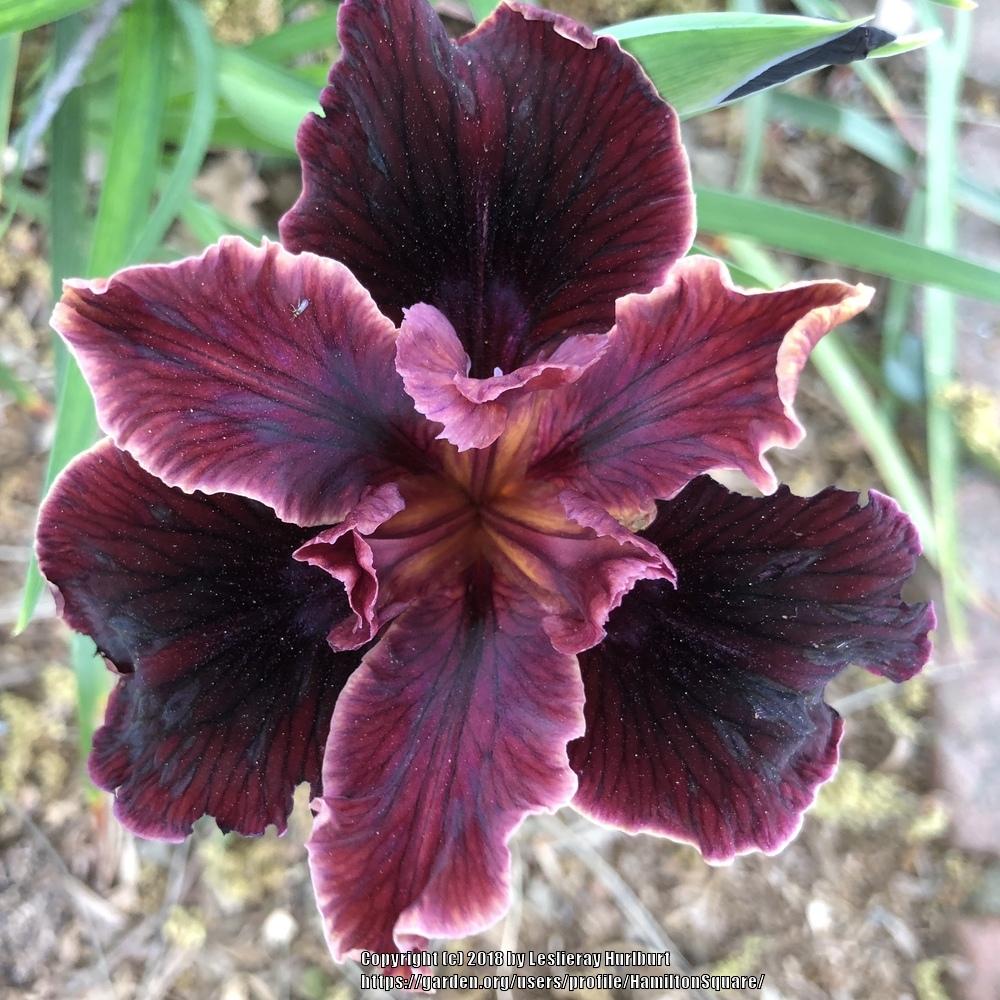 Photo of Pacific Coast Iris (Iris 'Dorothea's Ruby') uploaded by HamiltonSquare
