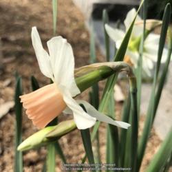 Location: Hamilton Square Garden, Historic City Cemetery, Sacramento CA.
Date: 2018-04-04
Last of the Narcissus to bloom here.  Purchased five from Brent a