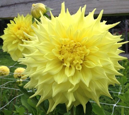 Photo of Dahlia 'Penhill Yellow Queen' uploaded by Joy