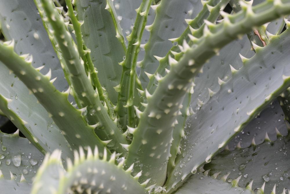 Photo of Aloes (Aloe) uploaded by Lucichar