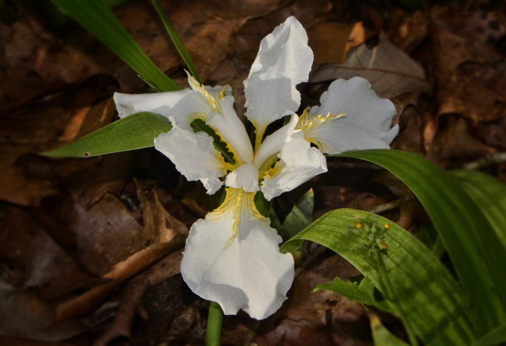 Photo of Species Iris (Iris tectorum 'Alba') uploaded by dawiz1753