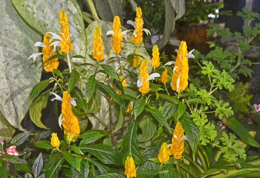 Photo of Golden Shrimp Plant (Pachystachys lutea) uploaded by dawiz1753