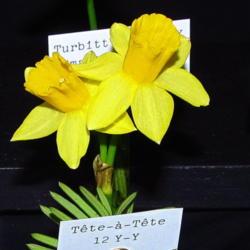 Location: St Louis Daffodil Show (Mobot)
Date: 2018-03-31