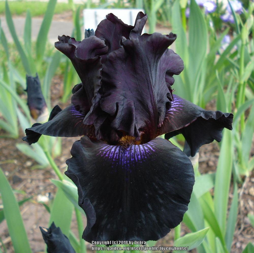 Photo of Tall Bearded Iris (Iris 'Crimson Lights') uploaded by lovemyhouse
