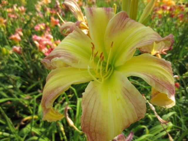 Photo of Daylily (Hemerocallis 'Rose for Charlotte') uploaded by Caruso