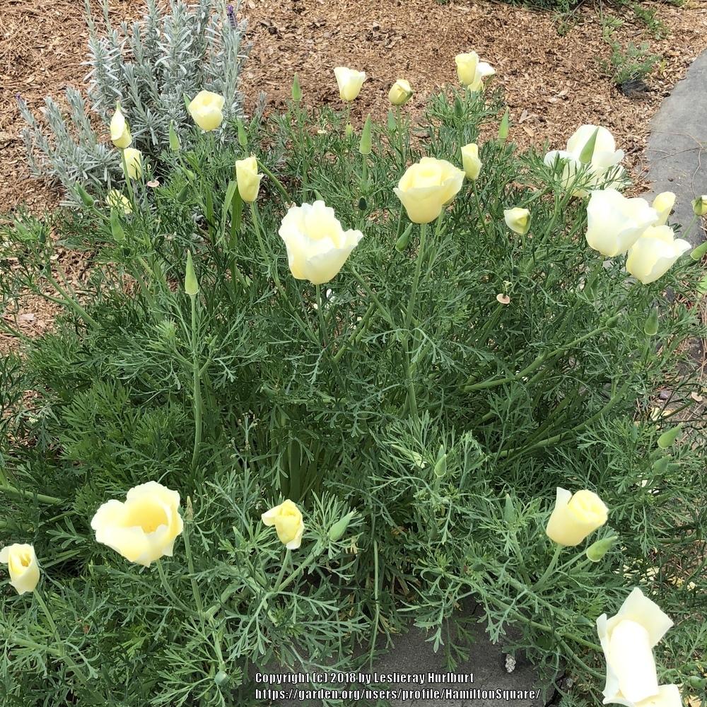 Photo of California Poppy (Eschscholzia californica) uploaded by HamiltonSquare