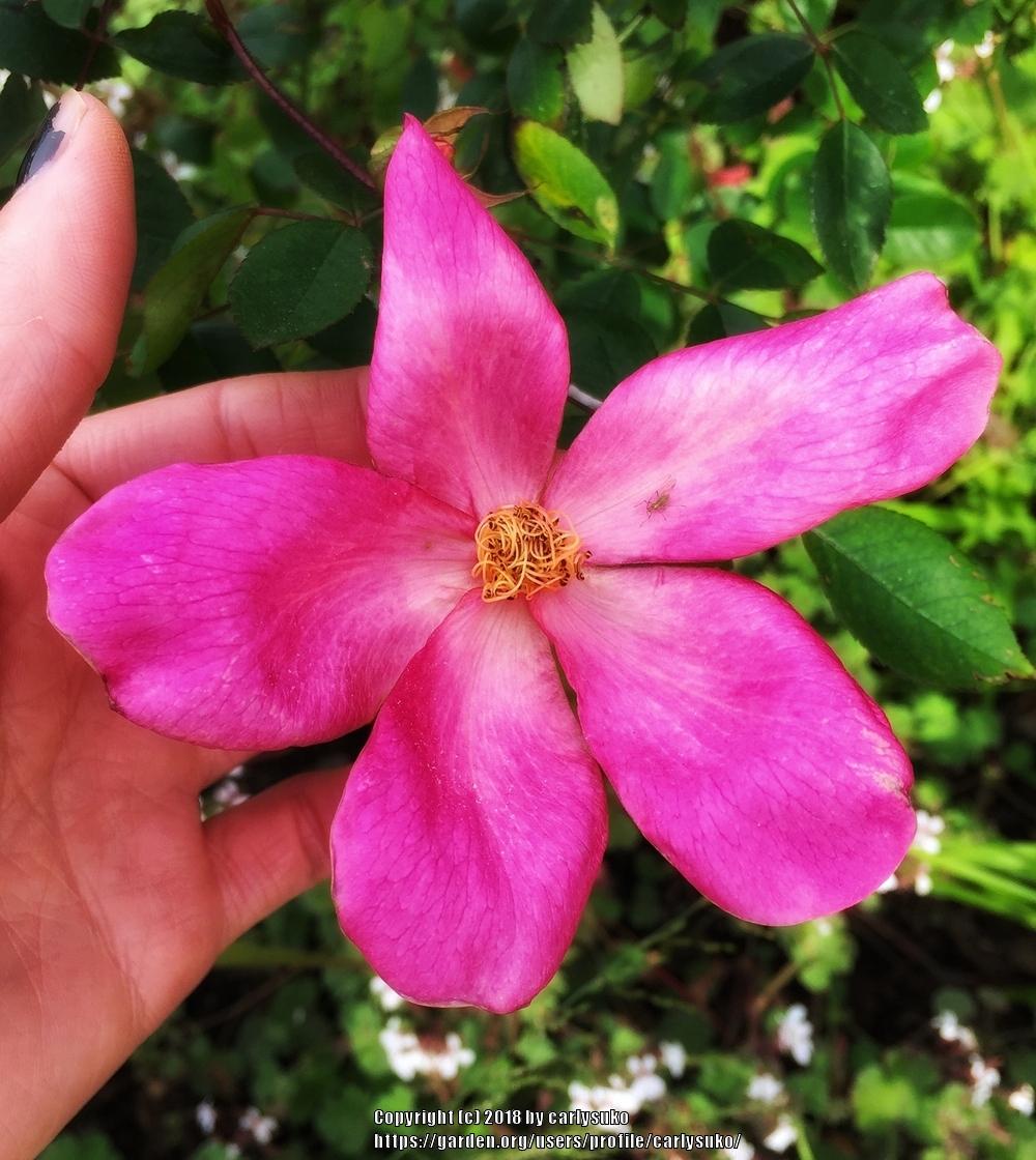 Photo of Rose (Rosa 'Mutabilis') uploaded by carlysuko