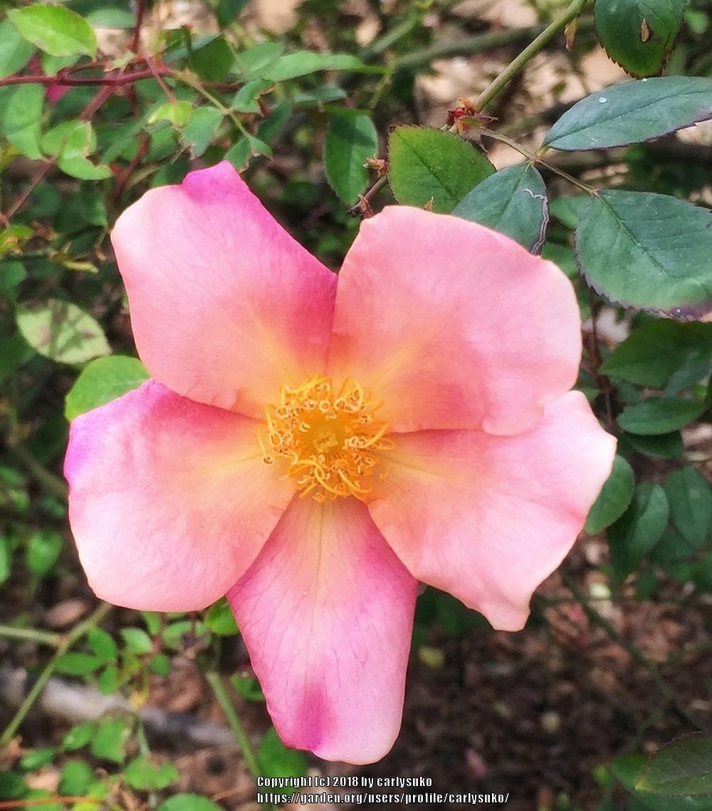 Photo of Rose (Rosa 'Mutabilis') uploaded by carlysuko