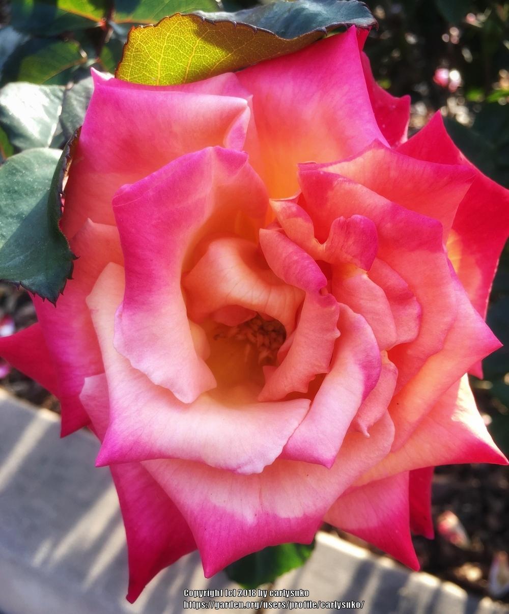 Photo of Floribunda Rose (Rosa 'Sheila's Perfume') uploaded by carlysuko