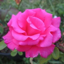 Location: Kyle, Texas
Date: 2018-04-06
Rich color and intoxicating 'rose' fragrance