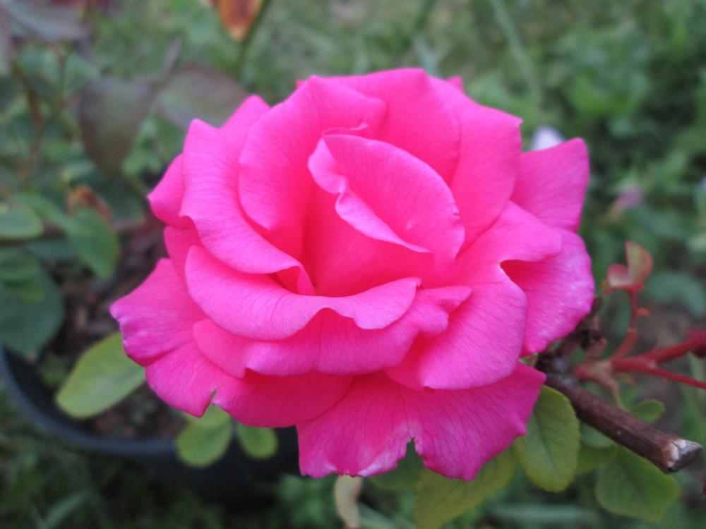 Photo of Rose (Rosa 'Zephirine Drouhin') uploaded by christinereid54