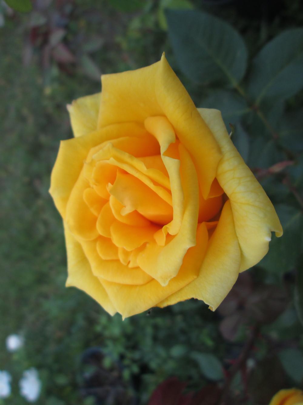 Photo of Rose (Rosa 'Nacogdoches') uploaded by christinereid54