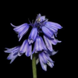 Location: Botanical Gardens of the State of Georgia...Athens, Ga
Date: 2018-04-06
Spanish Blue Bell 001