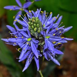 Location: Botanical Gardens of the State of Georgia...Athens, Ga
Date: 2018-04-06
Camassia Quamash - Blue Melody 003