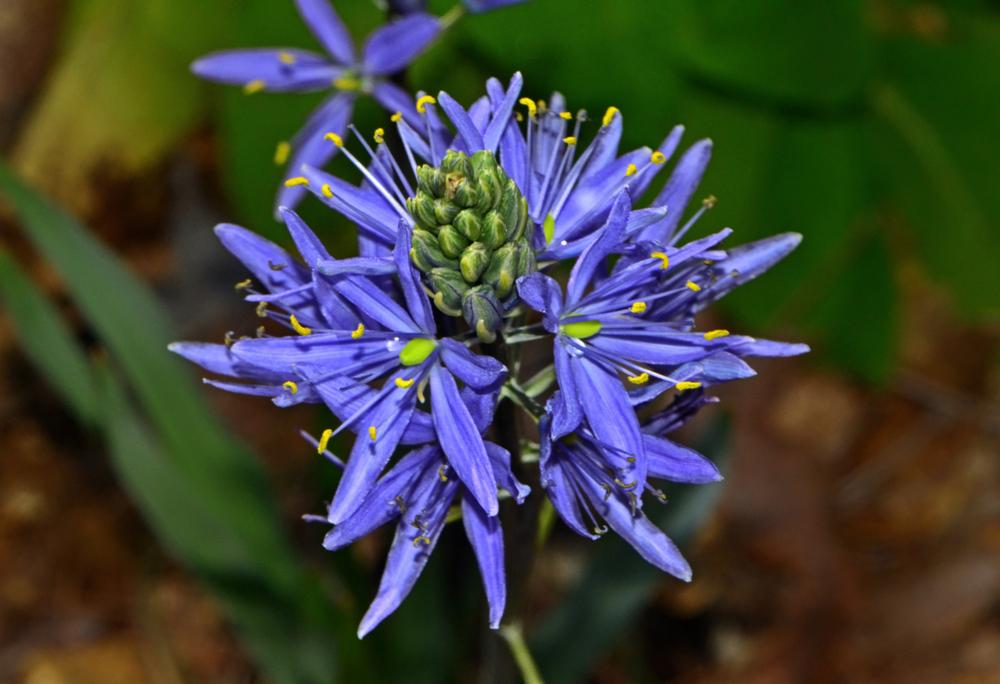 Photo of Camas Lily (Camassia quamash 'Blue Melody') uploaded by dawiz1753